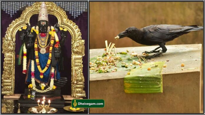 sanibhagavan crow