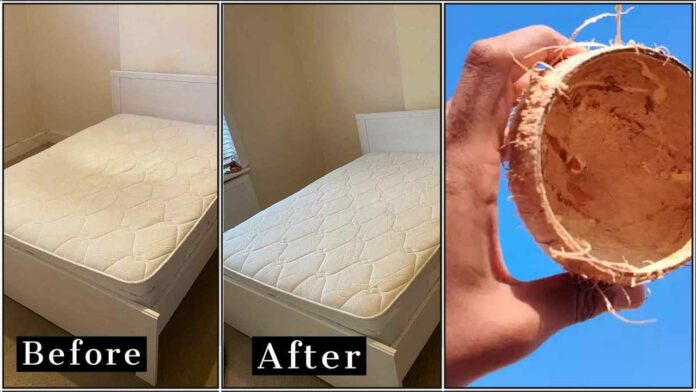 bed cleaning coconnut sheel