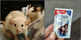 rat shampoo