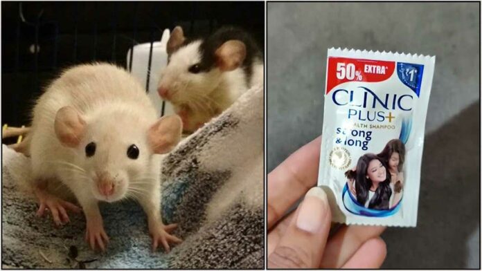 rat shampoo