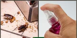 cockroach spray