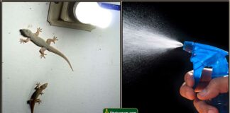 lizard spray