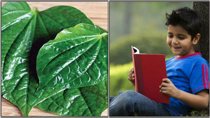 betal leaf studying boy