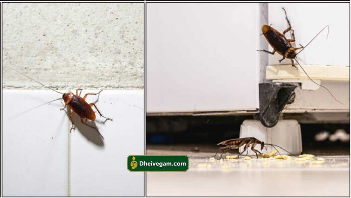 cockroach