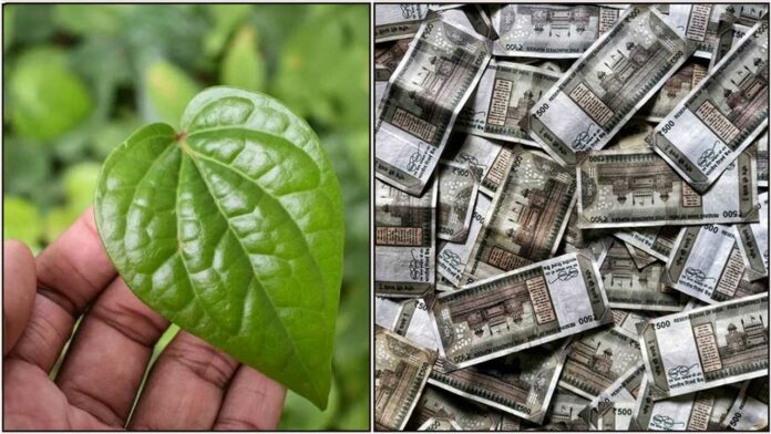 betal leaf cash