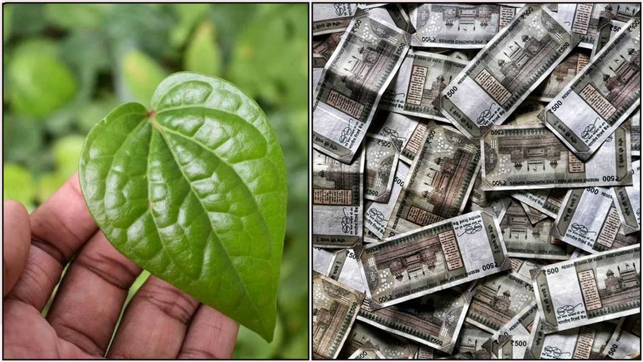 betal leaf cash