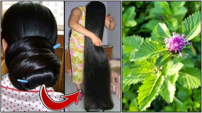 long hair