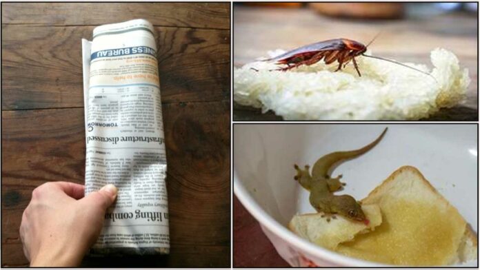newspaper cockorach