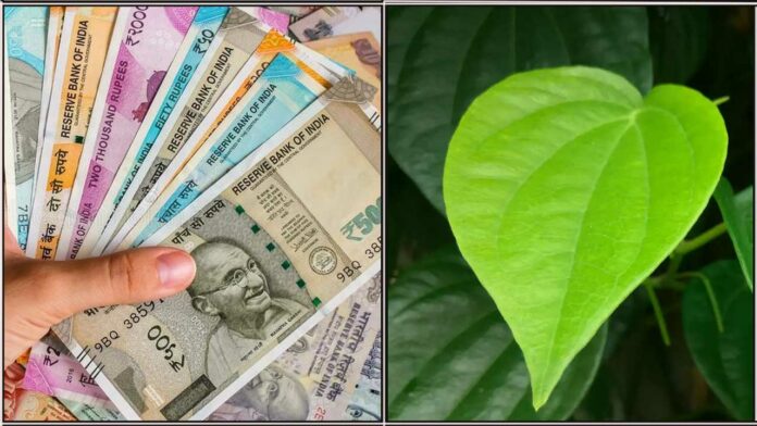 cash-betal-leaf