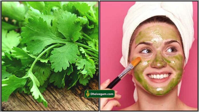 coriander leaf