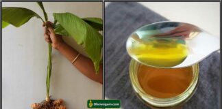 turmeric oil
