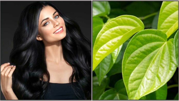 lady betel leaf