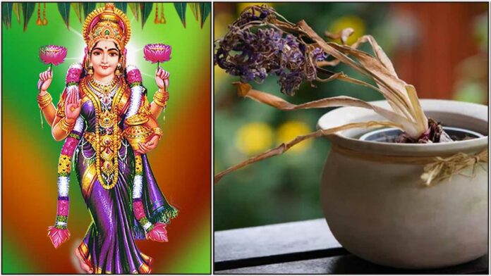 mahalakshmi thayar withered plant