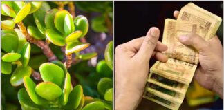 jade plant cash