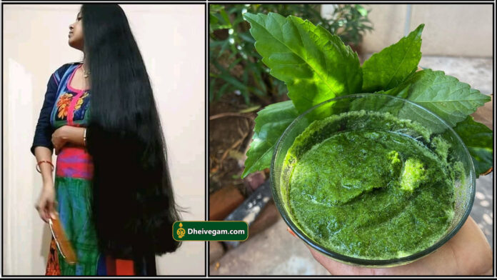 sembaruthi leaves hair pack