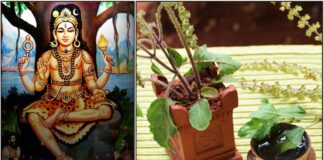 தங்கம் சேர குரு பகவான் வழிபாடு guru bhagavan thulasi
