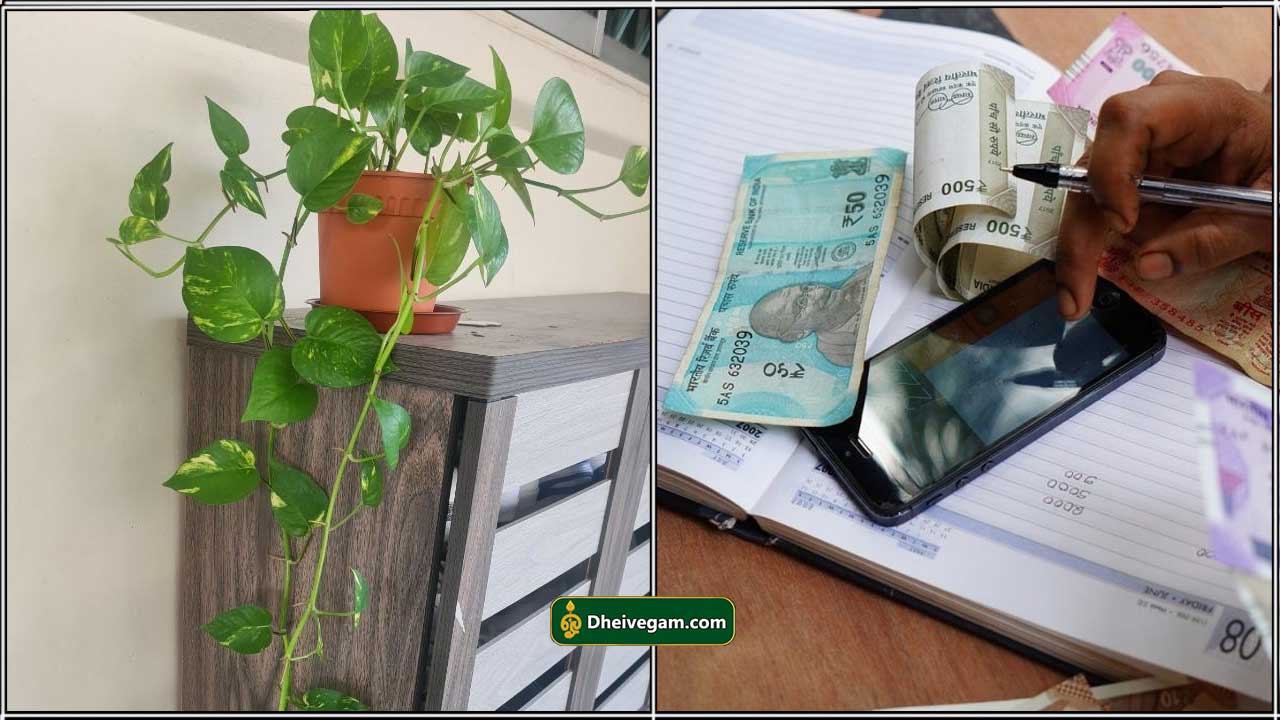 money-plant
