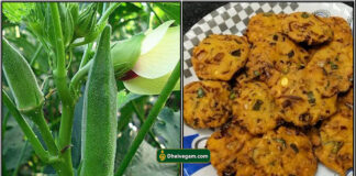 vendakkai vadai