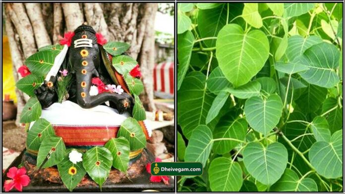 vinayagar arasa ilai