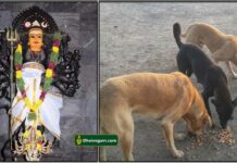 bhairavar dog