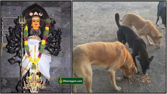 bhairavar dog