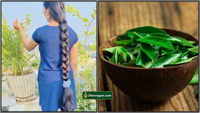 curry leaf for hair loss