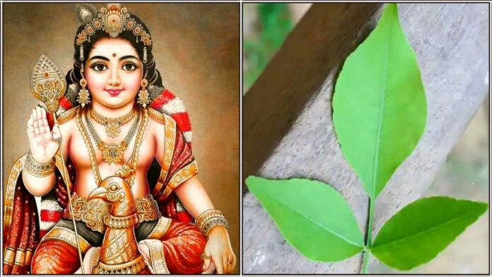 murugan vilva ilai