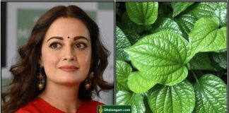 vetrilai face pack