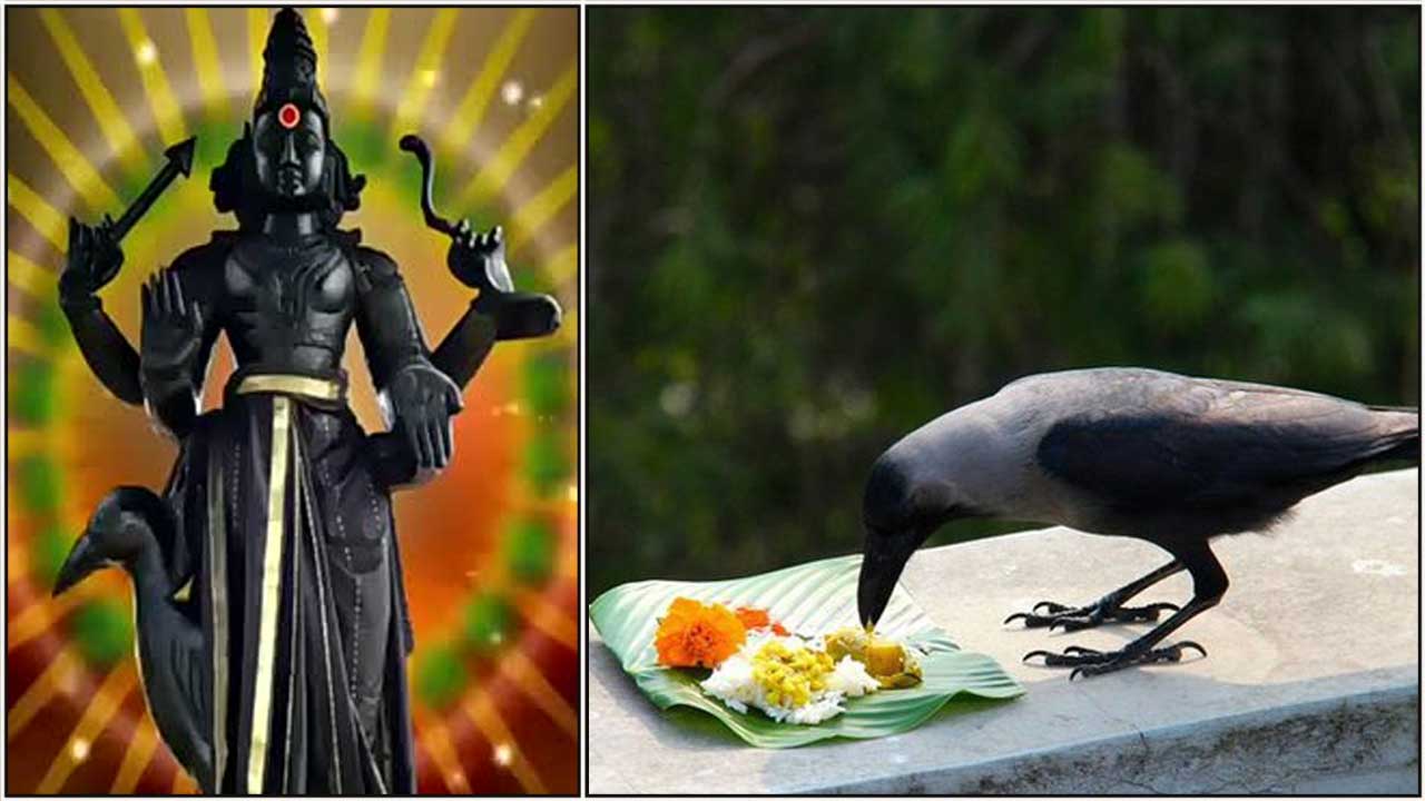 Sani crow