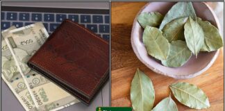 bayleafe