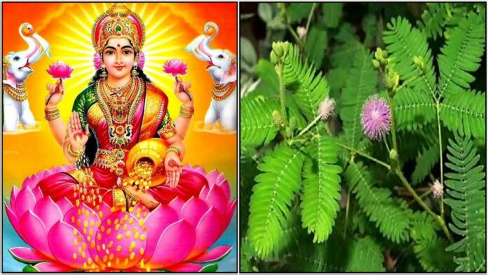 mahalakshmi vanni maram