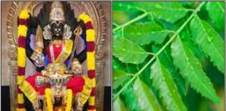 amman neem leaf