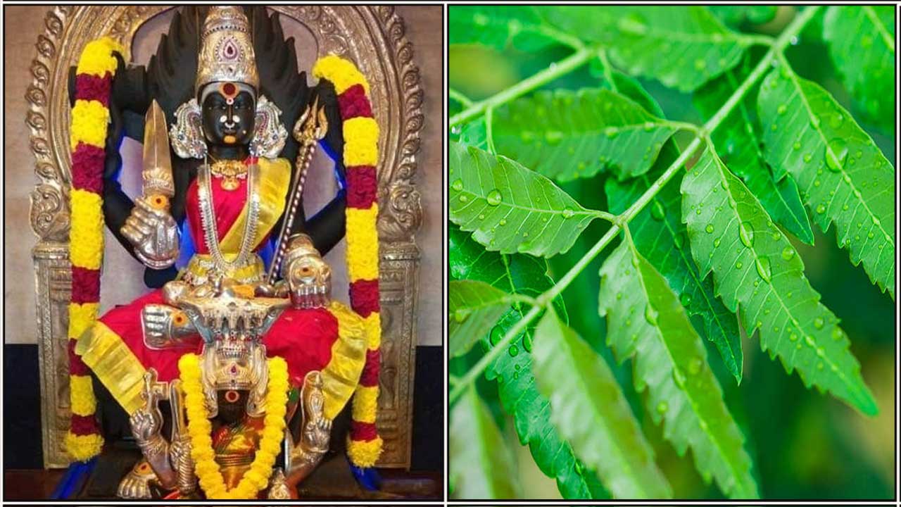 amman neem leaf