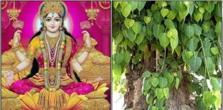 செல்வ வளம் பெருக அரச மர வழிபாடு mahalakshmi arasa maram