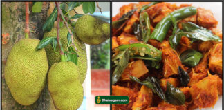 jack fruit 65