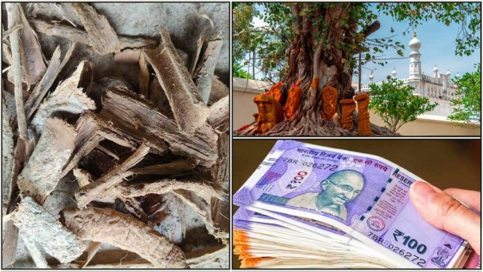 poojapathra pattai cash arasa maram