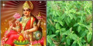 வற்றாத செல்வத்தை பெற பரிகாரம் mahalakshmi thulsi