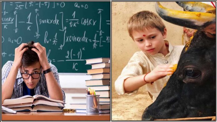 student food to cow
