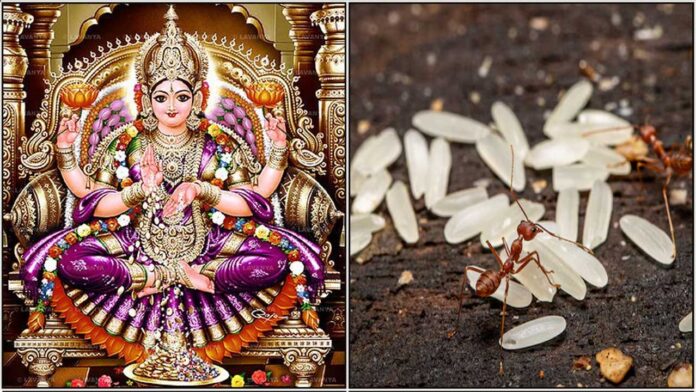 mahalakshmi ant with rice
