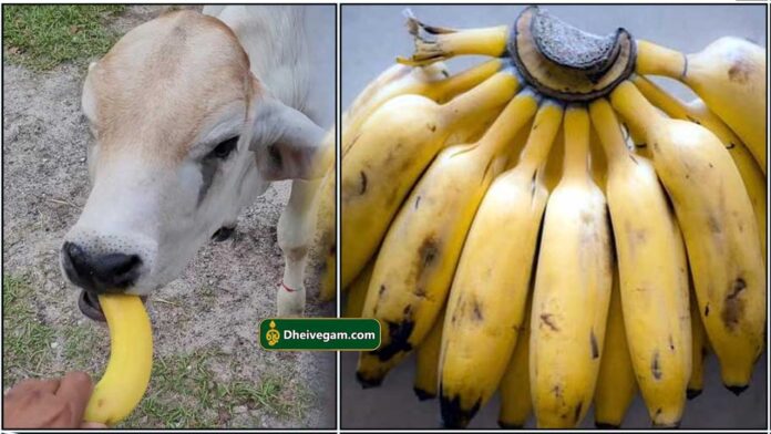 banana
