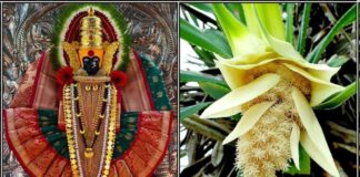 mahalakshmi thalam poo