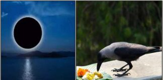 ஆடி அமாவாசை காகத்திற்கு உணவளிக்கும் முறை moon crow food