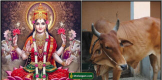 mahalakshmi cow