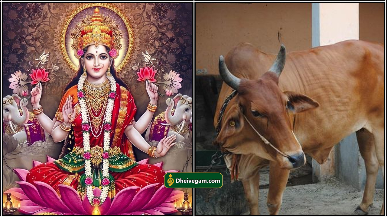 mahalakshmi cow