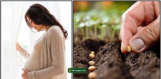 pregnant-seed
