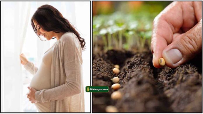 pregnant-seed