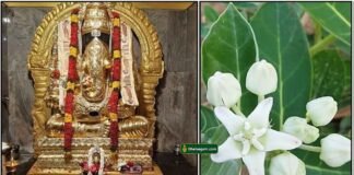 vinayagar-erukampoo