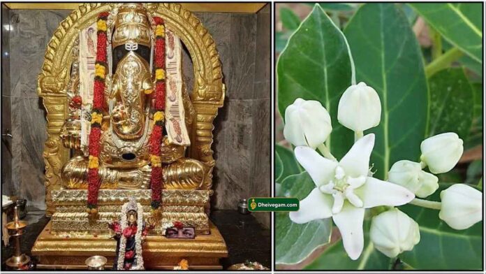 vinayagar-erukampoo