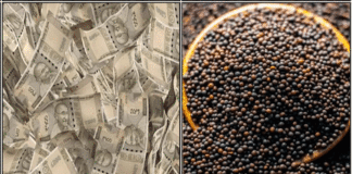 money mustard