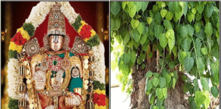perumal arasa maram
